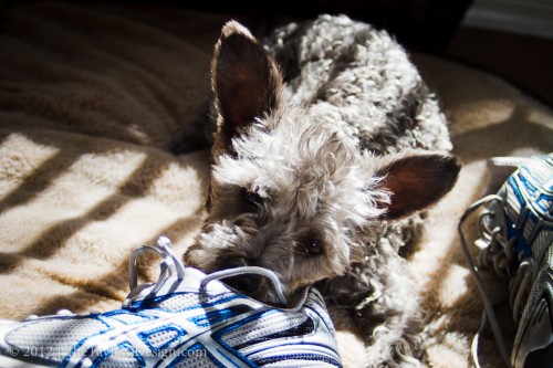 Fife chewing on my shoe.